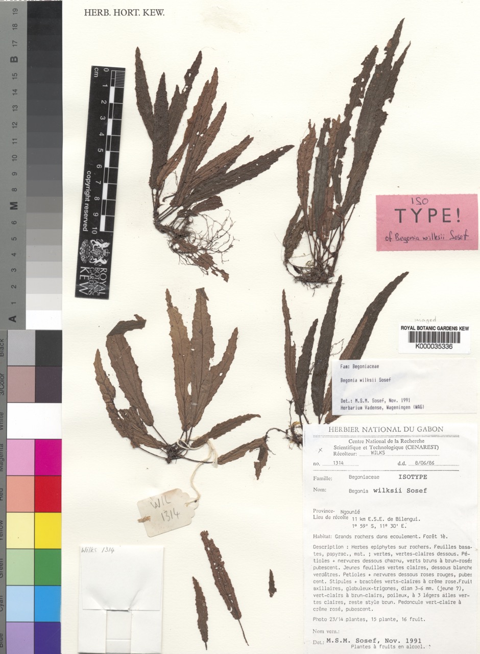 B. wilksii